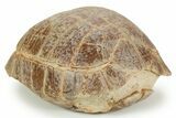 Colorful Inflated Fossil Tortoise (Stylemys) - South Dakota #373008-1